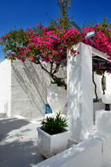 Building of hotel in traditional Greek style and Bougainvillea flowers, Santorini island, Greece - 472711249