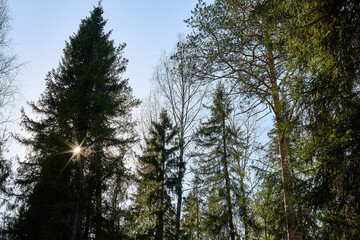 Pine and spruce forest with green tall trees and the sun looking as star through the branches in a summer day