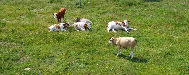 Cows from above 