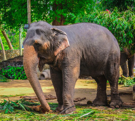 Fototapeta na wymiar Sri Lankan Domestic Elephants In Kandy Perahara 