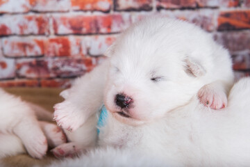 Small two weeks age old cute white Samoyed puppy dog