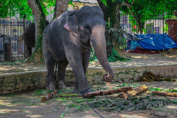 Sri Lankan Domestic Elephants In Kandy Perahara 
