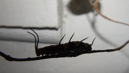 Caterpillar silhouette