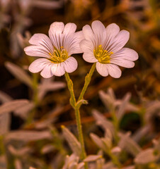 Cerastium tomentosum flowers. Botanical Garden, KIT Karlsruhe, Germany, Europe