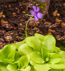 Blossom and leaves of a mexican butterwort (Pinguecula esseriana). Botanical Garden, KIT Karlsruhe,...