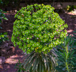 Large Mediterranean spurge (Euphorbia characias) in flowers. Botanical Garden, KIT Karlsruhe,...