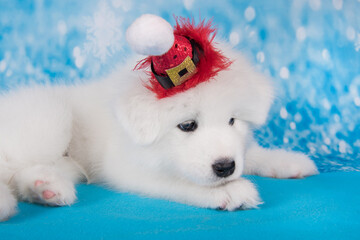 White funny Samoyed puppy dog in red Santa Claus hat