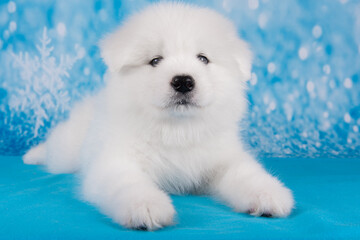 White fluffy small Samoyed puppy dog is sitting on blue blanket