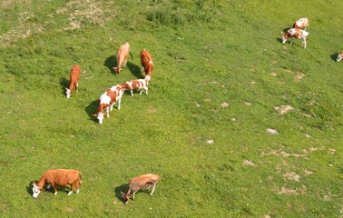 Cows from above 