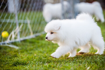 Fototapeta premium Adorable samoyed puppy running on the lawn