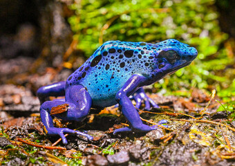 Blue-Poison-Dart-Frog (Dendrobates-azureus) resides in Northeastern-South-America