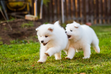 Funny fluffy white Samoyed puppies dogs are playing