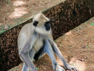 Obraz premium Srilankan Domestic Elephants Near Kataragama Devalaya And Kiriwehera 