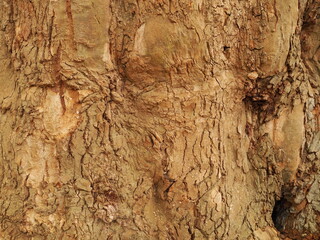 樹皮のアップ写真