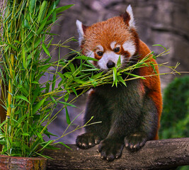 Red panda is enjoying his favorite food, bamboo.