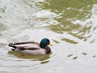 Fototapeta premium 優雅に泳ぐカモ