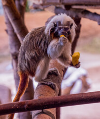 Cotton Top Tamarin, saguinus oedipus, eats a fruit