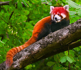 Red panda looks down from a tall tree branch.