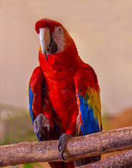 Carlet macaw (Ara macao) is a large, red, yellow and blue South American parrot © karlo54