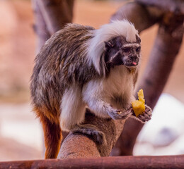 Cotton Top Tamarin, saguinus oedipus, eats a fruit