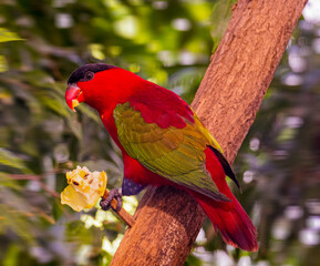 A purple-naped lory sitting on a branch