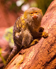 Pygmy Marmoset Callithrix Pygmaea, adult stands on a branch