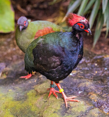 Crested-Wood-Partridge-(Rollulus-roulroul). Living in Southeast Asia. In the background the female.