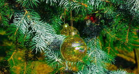 red christmas ball on fir branches.High quality photo