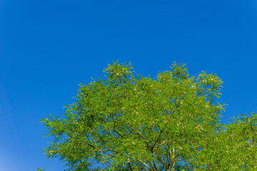 part of the crown of a tree with green foliage against the background of a clear blue sky