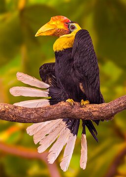 Wrinkled Hornbill, Sunda Wrinkled Hornbill or Aceros Corrugatus in a tree sitting on a branch. 