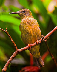 Red-legged Honeycreeper female (Cyanerpes cyaneus) perched on a branch