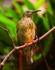 Red-legged Honeycreeper female (Cyanerpes cyaneus) perched on a branch