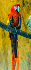Carlet macaw (Ara macao) is a large, red, yellow and blue South American parrot