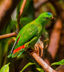 Blue-Crowned Hanging Parrot on Branch