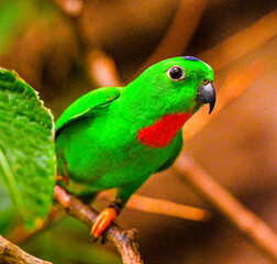 Blue-Crowned Hanging Parrot on Branch