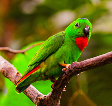 Blue-Crowned Hanging Parrot on Branch