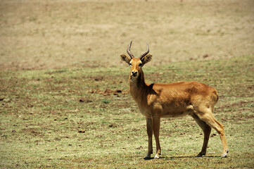 Naklejka na ściany i meble Puku mâle dans le parc national du Sud Luangwa, Zambie