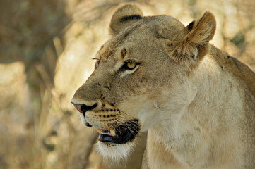 Portrait d’une lionne dans le parc national du Sud Luangwa, Zambie
