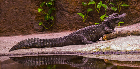 Dwarf-Crocodile-(Osteolaemus-letraspis)