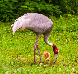 Sarus crane Pair (Grus antigone) with a young bird
