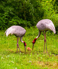 Sarus crane Pair (Grus antigone) with a young bird