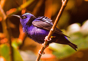 Red-legged Honeycreeper male (Cyanerpes cyaneus) perched on a branch