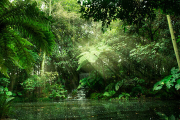 Fototapeta na wymiar Picture of a beautiful tropical forest with a waterfall,