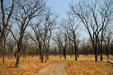 Obraz premium Piste à travers une forêt de mopane (Colophospermum mopane), Parc national du Sud Luangwa, Zambie