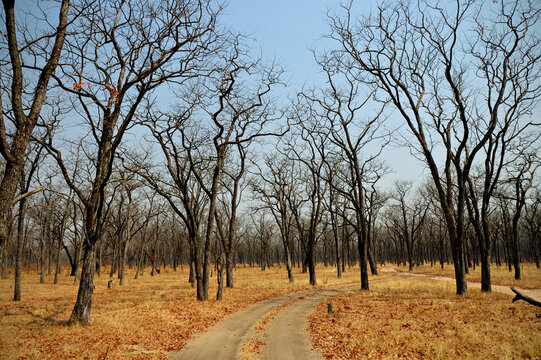 Piste &agrave; travers une for&ecirc;t de mopane (Colophospermum mopane), Parc national du Sud Luangwa, Zambie