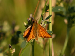 European skipper (Thymelicus lineola) - close up of Essex skipper on lucerne flowers, Poland