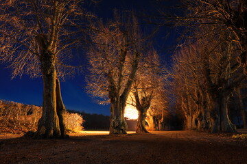 Alley with trees in the night Graveled path in the middle. Dark blue sky. Late one evening. Stockholm, Sweden.