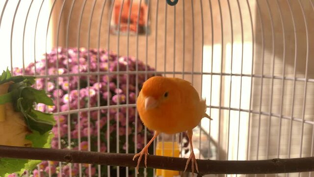 A beautiful red canary-bird in a cage flies and jumps on a perch. In the background there are beautiful flowers.