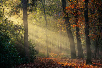 Fototapeta na wymiar Sunrays during a beautiful day in autumn in a forest in the Netherlands.