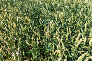 green mugs on an agricultural field in the summer